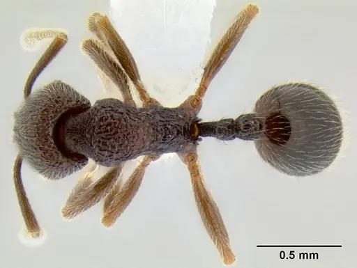 Stenamma catracho specimen CASENT0621306 image casent0621306_1