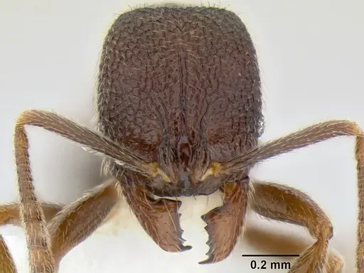 Stenamma catracho specimen CASENT0621306 image casent0621306_2