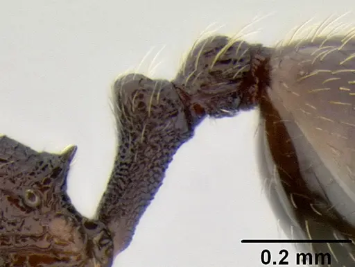 Stenamma catracho specimen CASENT0621306 image casent0621306_5