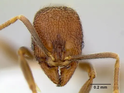 Stenamma catracho specimen CASENT0621563 image casent0621563_2