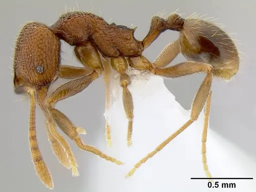 Stenamma catracho specimen CASENT0621563 image casent0621563_3