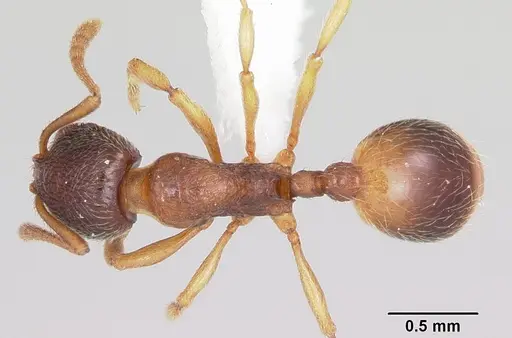 Stenamma chiricahua specimen CASENT0000297 image casent0000297_1