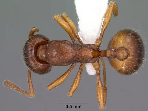 Stenamma chiricahua specimen CASENT0104469 image casent0104469_1