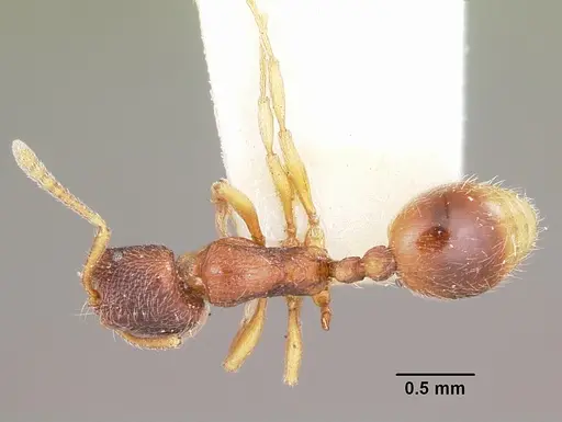 Stenamma chiricahua specimen CASENT0104793 image casent0104793_1