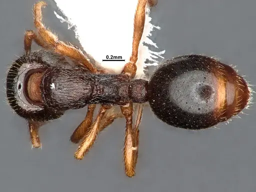 Stenamma chiricahua specimen CASENT4031380 image casent4031380_1