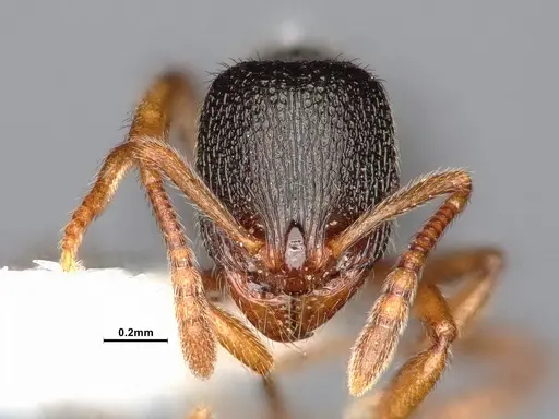 Stenamma chiricahua specimen CASENT4031380 image casent4031380_2