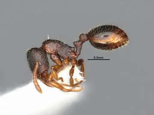 Stenamma chiricahua specimen CASENT4031380 image casent4031380_3