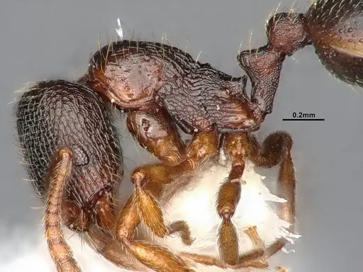 Stenamma chiricahua specimen CASENT4031380 image casent4031380_4