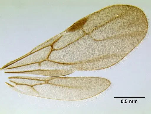 Stenamma connectum specimen CASENT0126417 image casent0126417_1