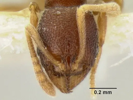 Stenamma connectum specimen CASENT0126480 image casent0126480_2
