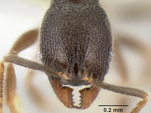 Stenamma connectum specimen CASENT0605496 image casent0605496_2