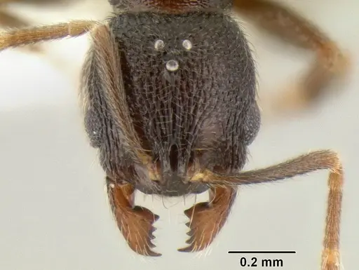 Stenamma connectum specimen CASENT0605755 image casent0605755_2
