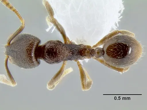 Stenamma crypticum specimen CASENT0603755 image casent0603755_1