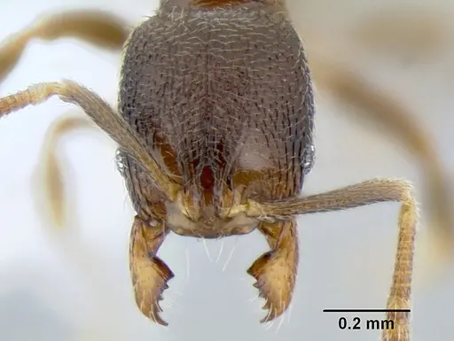 Stenamma crypticum specimen CASENT0603755 image casent0603755_2
