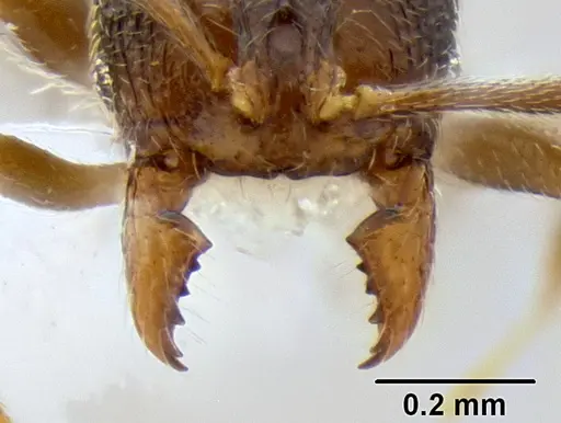 Stenamma crypticum specimen CASENT0603755 image casent0603755_3