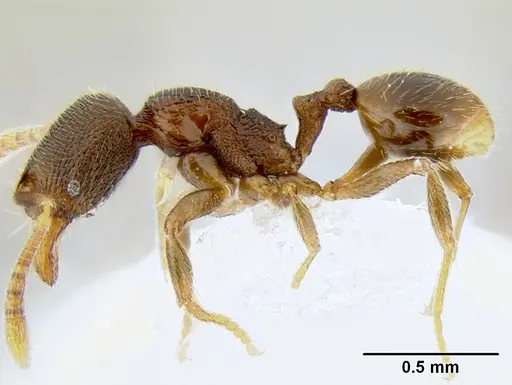 Stenamma crypticum specimen CASENT0603755 image casent0603755_4