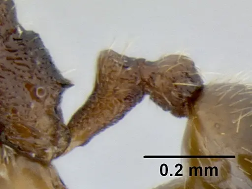 Stenamma crypticum specimen CASENT0603755 image casent0603755_5