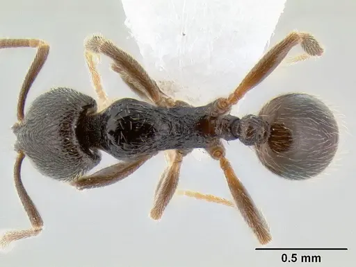 Stenamma crypticum specimen CASENT0603821 image casent0603821_1