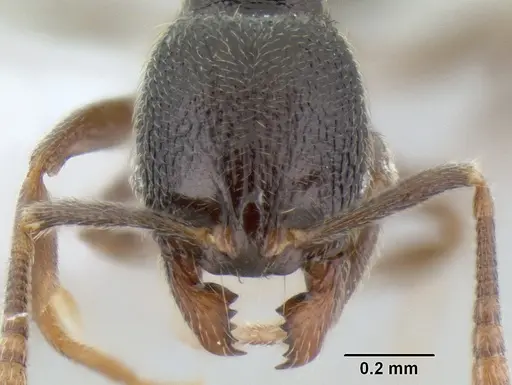 Stenamma crypticum specimen CASENT0603821 image casent0603821_2