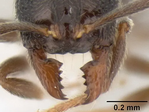 Stenamma crypticum specimen CASENT0603821 image casent0603821_3