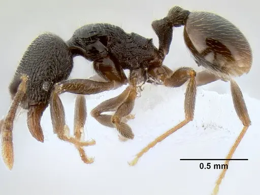 Stenamma crypticum specimen CASENT0603821 image casent0603821_4