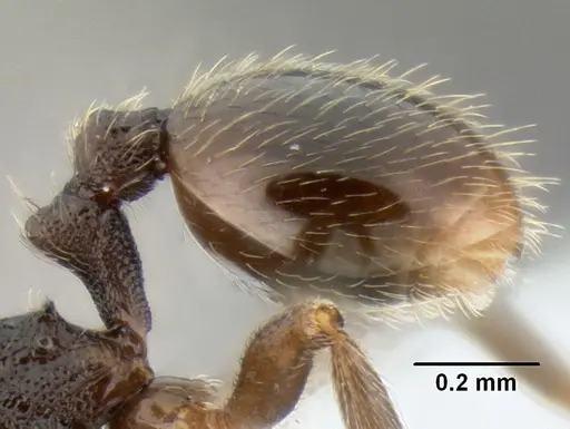 Stenamma crypticum specimen CASENT0603821 image casent0603821_5