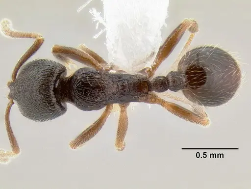 Stenamma crypticum specimen CASENT0604745 image casent0604745_1