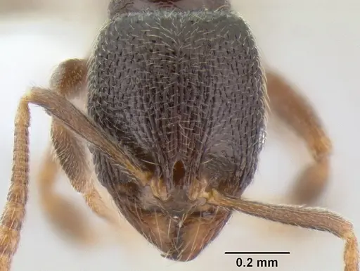 Stenamma crypticum specimen CASENT0604745 image casent0604745_2