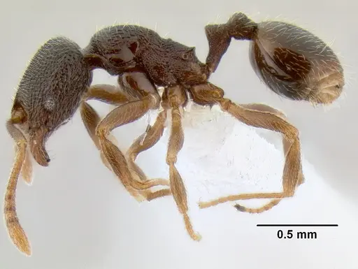 Stenamma crypticum specimen CASENT0604745 image casent0604745_3
