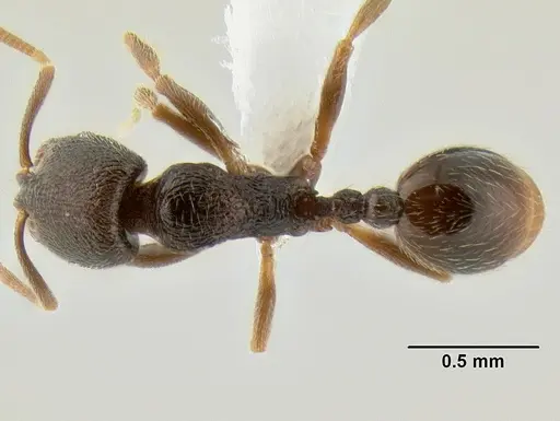 Stenamma crypticum specimen CASENT0604771 image casent0604771_1