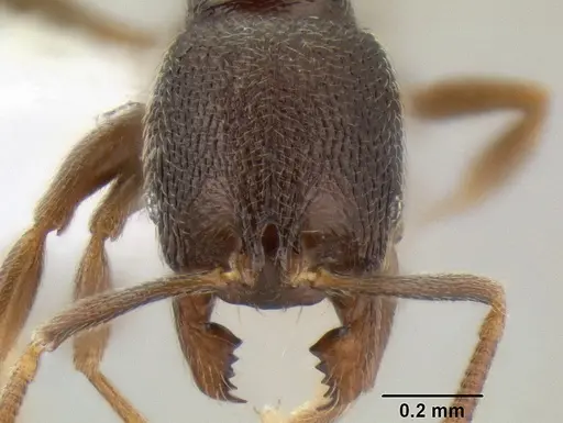 Stenamma crypticum specimen CASENT0604771 image casent0604771_2