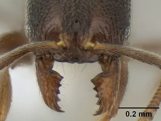 Stenamma crypticum specimen CASENT0604771 image casent0604771_3