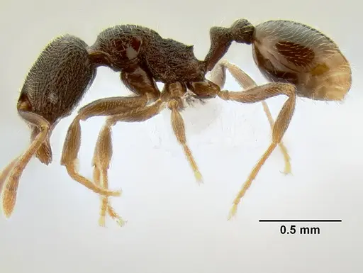 Stenamma crypticum specimen CASENT0604771 image casent0604771_4