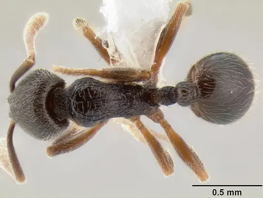 Stenamma crypticum specimen CASENT0604839 image casent0604839_1