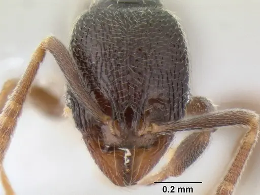 Stenamma crypticum specimen CASENT0604839 image casent0604839_2