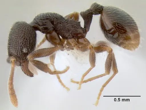 Stenamma crypticum specimen CASENT0604839 image casent0604839_3