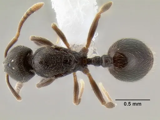 Stenamma crypticum specimen CASENT0604854 image casent0604854_1