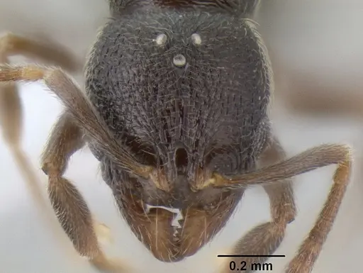 Stenamma crypticum specimen CASENT0604854 image casent0604854_2