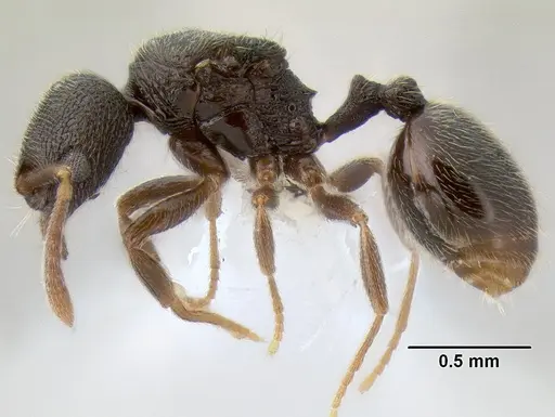 Stenamma crypticum specimen CASENT0604854 image casent0604854_3