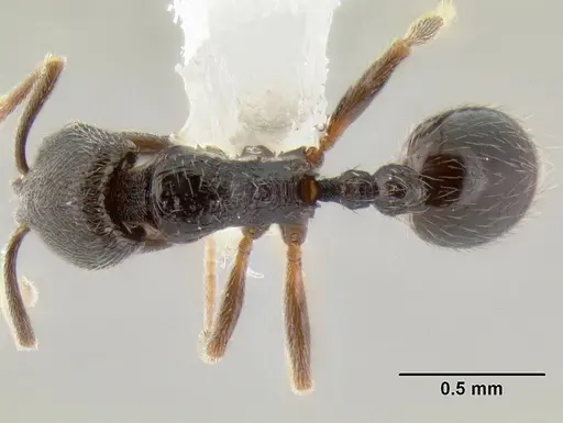 Stenamma crypticum specimen CASENT0604928 image casent0604928_1