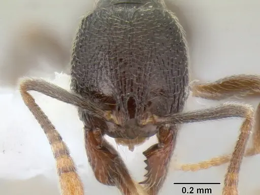 Stenamma crypticum specimen CASENT0604928 image casent0604928_2