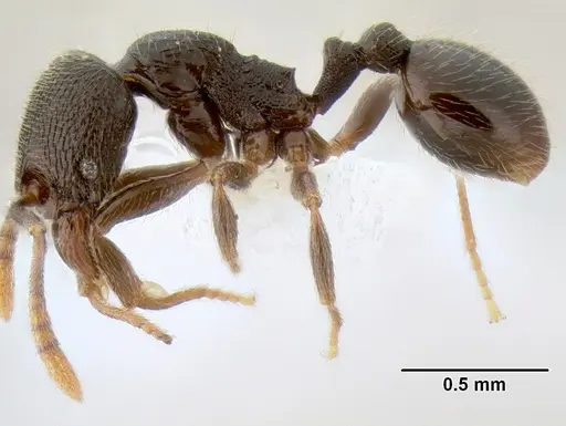 Stenamma crypticum specimen CASENT0604928 image casent0604928_3