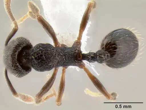 Stenamma crypticum specimen CASENT0604997 image casent0604997_1