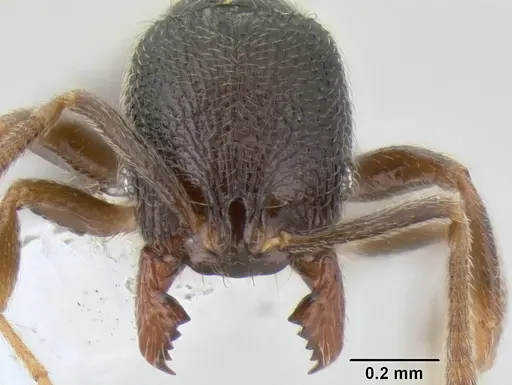 Stenamma crypticum specimen CASENT0604997 image casent0604997_2