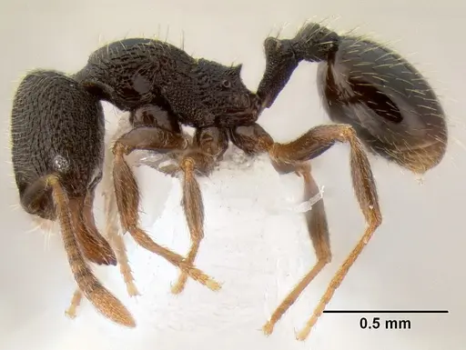 Stenamma crypticum specimen CASENT0604997 image casent0604997_3
