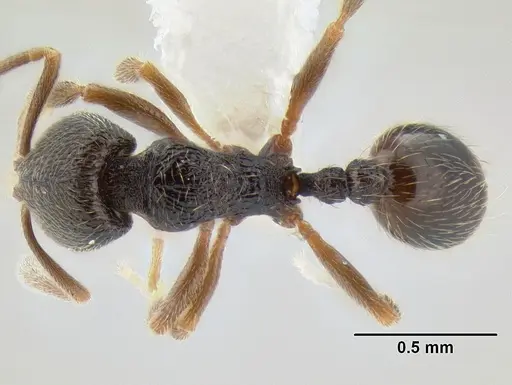 Stenamma crypticum specimen CASENT0605185 image casent0605185_1
