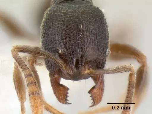 Stenamma crypticum specimen CASENT0605185 image casent0605185_2
