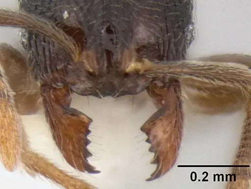 Stenamma crypticum specimen CASENT0605185 image casent0605185_3