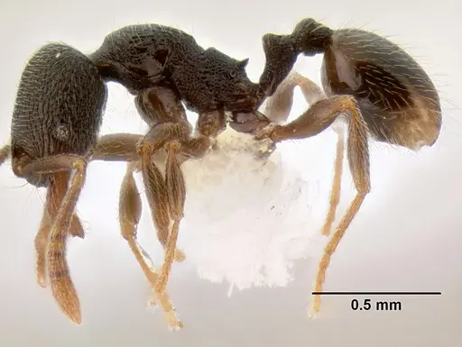 Stenamma crypticum specimen CASENT0605185 image casent0605185_4