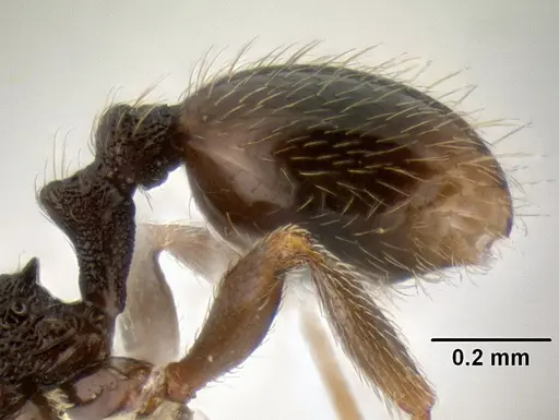 Stenamma crypticum specimen CASENT0605185 image casent0605185_5